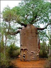 Seguimos descubriendo el mundo con Gerardo Shulman: Madagascar 3